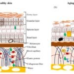 the-impact-of-diet-on-skin-aging-unveiling-the-complex-process-1