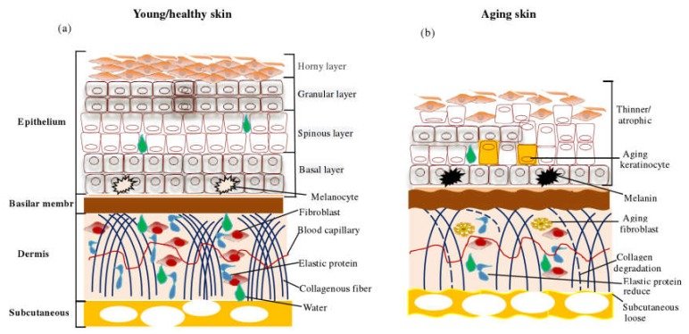 the-impact-of-diet-on-skin-aging-unveiling-the-complex-process-1