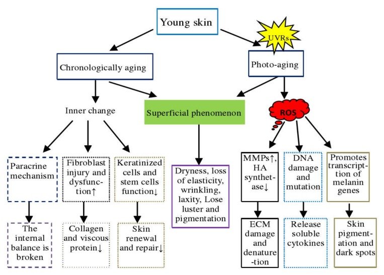 The Impact of Diet on Skin Aging: Unveiling the Complex Process