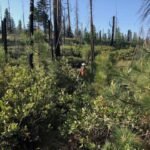 research-from-the-university-of-california-davis-highlights-the-role-of-shrubs-in-forest-recovery-after-wildfires-1