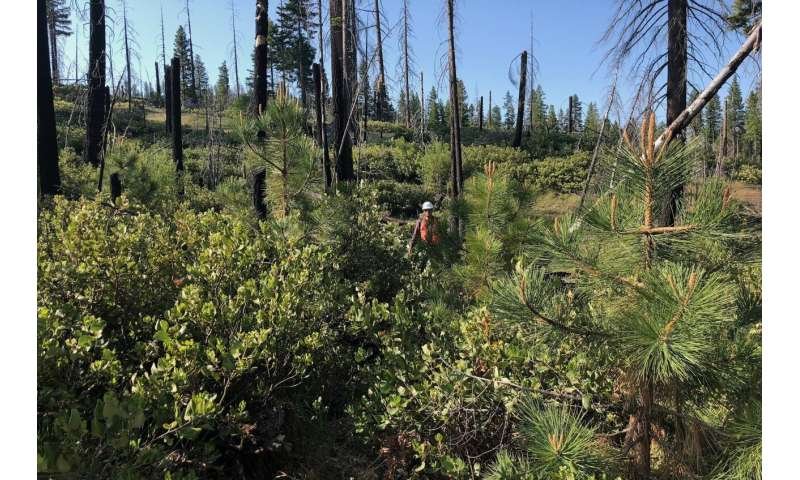 research-from-the-university-of-california-davis-highlights-the-role-of-shrubs-in-forest-recovery-after-wildfires-1