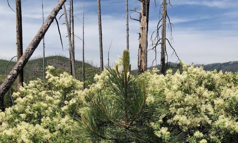 Research from the University of California, Davis, Highlights the Role of Shrubs in Forest Recovery After Wildfires