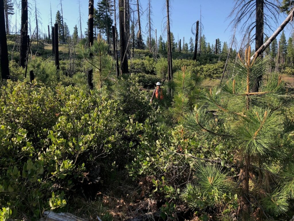 Research from the University of California, Davis, Highlights the Role of Shrubs in Forest Recovery After Wildfires