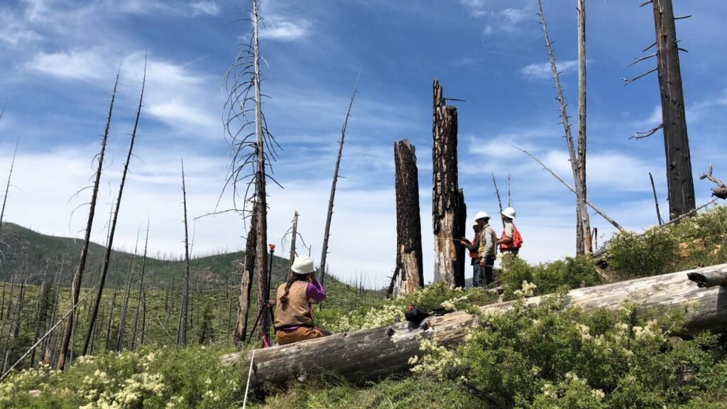 Research from the University of California, Davis, Highlights the Role of Shrubs in Forest Recovery After Wildfires