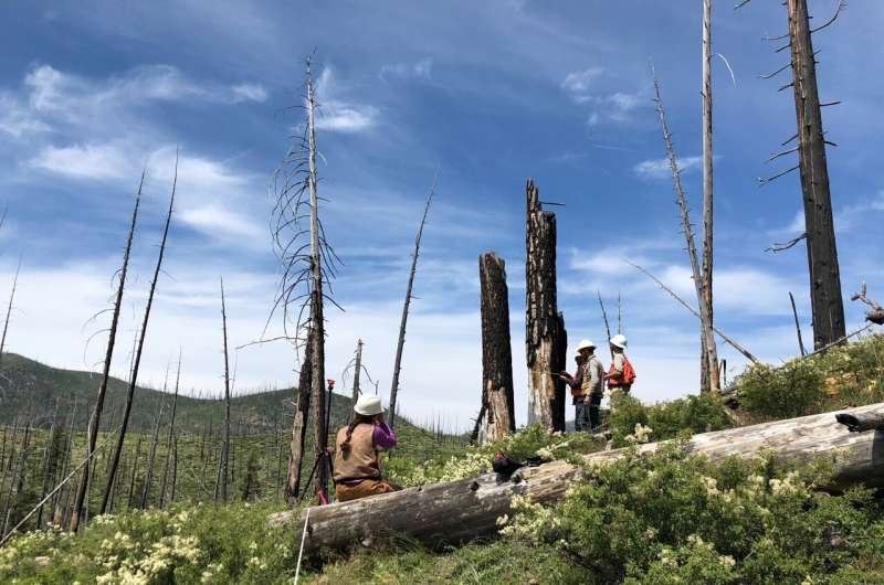 Research from the University of California, Davis, Highlights the Role of Shrubs in Forest Recovery After Wildfires